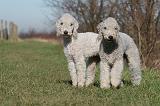 BEDLINGTON TERRIER 159
